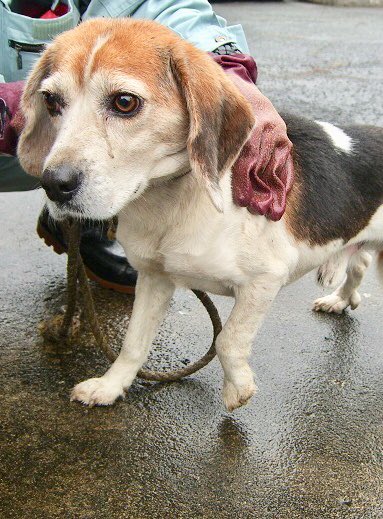 菊地保健所 Twitter Search Twitter 菊地保健所 Twitter Search Twitter