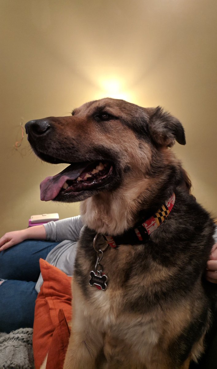 First tweet in many, many months... pics of my Shep Squad! 
Many more: shepsquad.kapuscinski.net