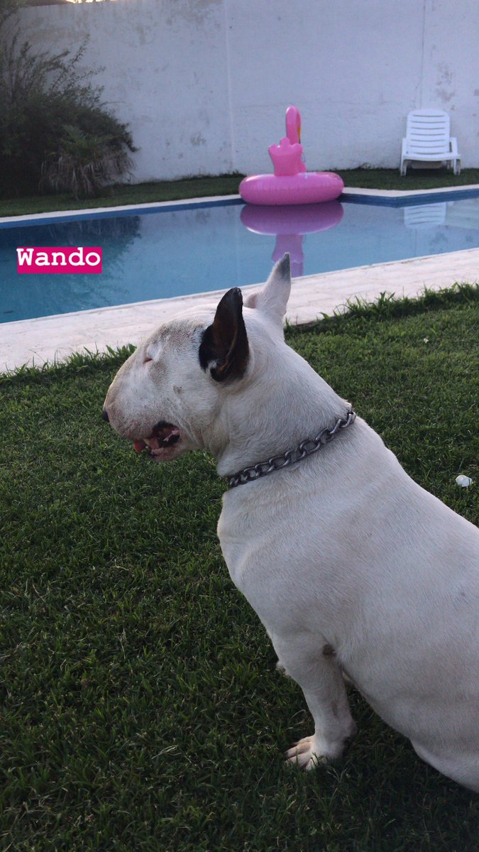 CiprianoUnanue's tweet image. #Wando