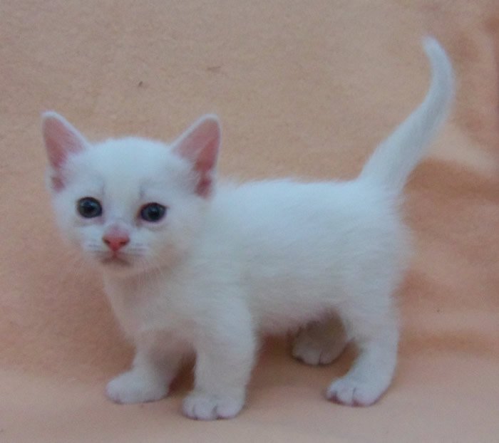 "Myah~" #FelineFriday