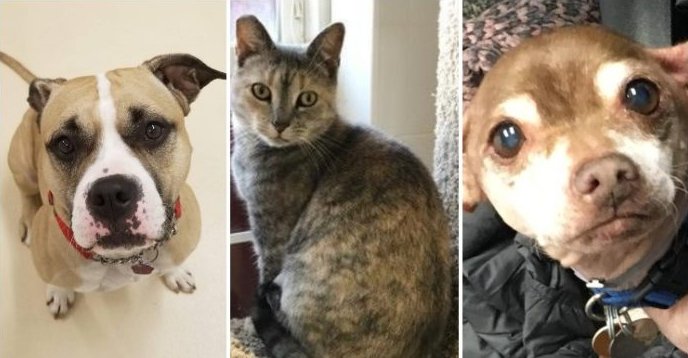 14 #LongIsland #LI Cats, Dogs That Will Make Your Holidays Complete - Meet them at <a href="/almosthomeli/">Almost Home</a> <a href="/bideawee/">Bideawee</a> <a href="/AnimalLeague/">North Shore Animal League America</a> <a href="/Pets_4_Luv/">Pets4Luv Foundation</a> <a href="/NoKillProject/">TheNoKillProject</a> &amp; Town of Hempstead Animal Shelter. #AdoptDontShop
longislandpress.com/2018/12/20/14-…