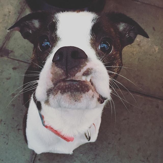 DogsDivas's tweet image. #dogsofinstagram #dogecore #dogsanddivas #doggydaycare bit.ly/2LuxunC