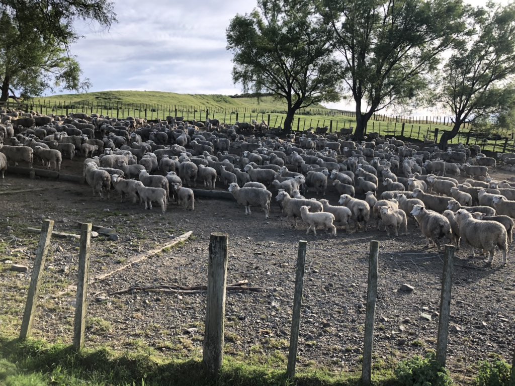 Waitere stay out past 4 days. 7,675 down the portholes between the 6 of us. Heaps of pumis, few beers, good gang 🍺✂️🐑👌🏻