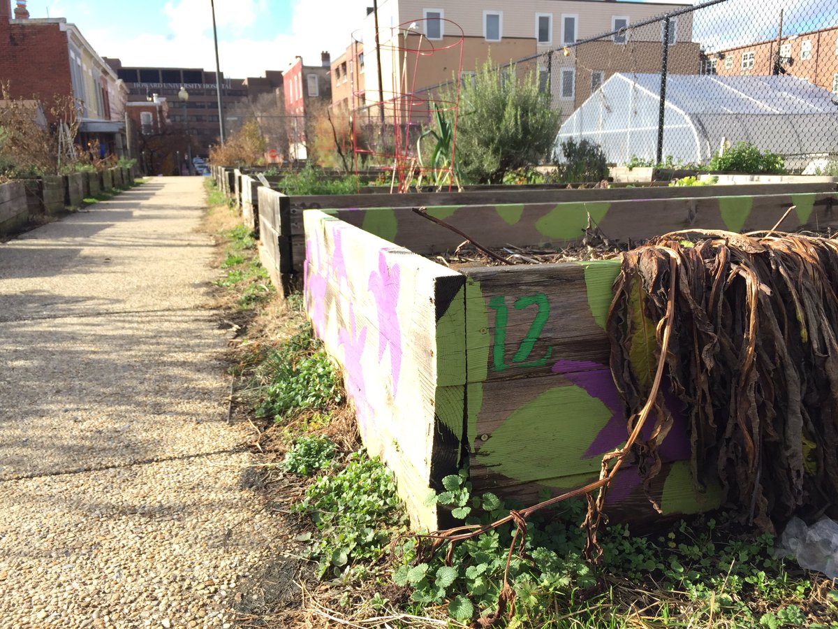 McCauley was involved in the LeDroit Park Community Garden and <a href="/CmmnGoodCtyFarm/">CommonGoodCityFarm</a> where she established the herbalism program. The garden and city farm are collaborating on the public herb garden project and currently raising money for it. Construction planned for spring. <a href="/wusa9/">WUSA9</a>