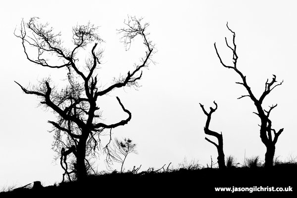 jgilchrist13's tweet photo. Dancing skeleton trees.
North Sannox, Isle of Arran, Ayrshire, Scotland.
#monochrome #treeskeletons #Sannox #Ayrshire #treephotography #ScotSpirit #nature #Arran #woodland #blackandwhite #deadtrees #Scotland #IsleofArran #trees #VisitArran #skeletontrees #blackandwhitephotography https://t.co/4Wzg03ulQy