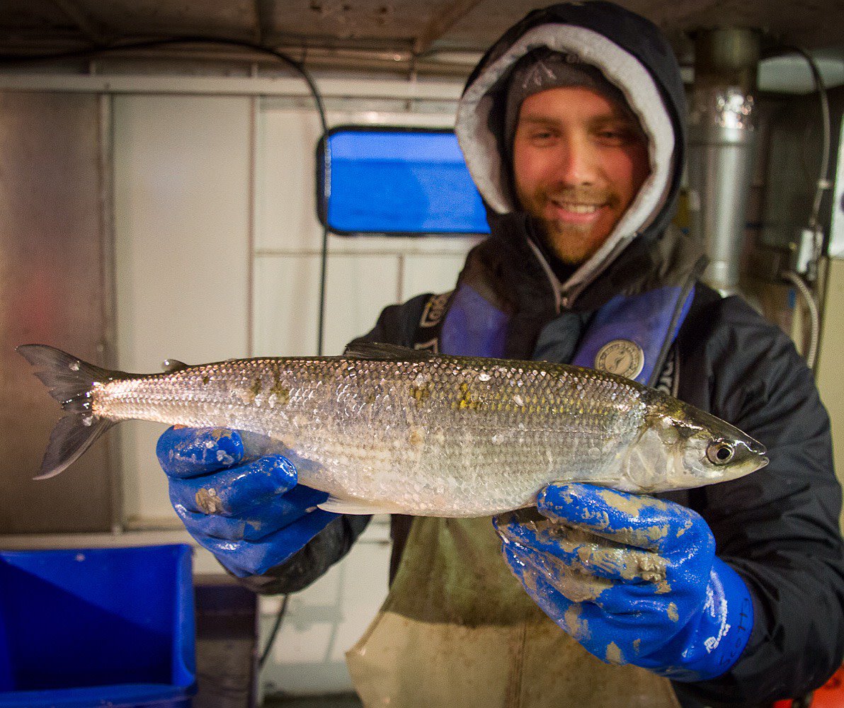 Ontario Fish and Wildlife on X: Did you know that Cisco (aka Lake Herring)  typically spawn in midwater? These fish like to spawn 9-12m below the  surface of water, over depths of