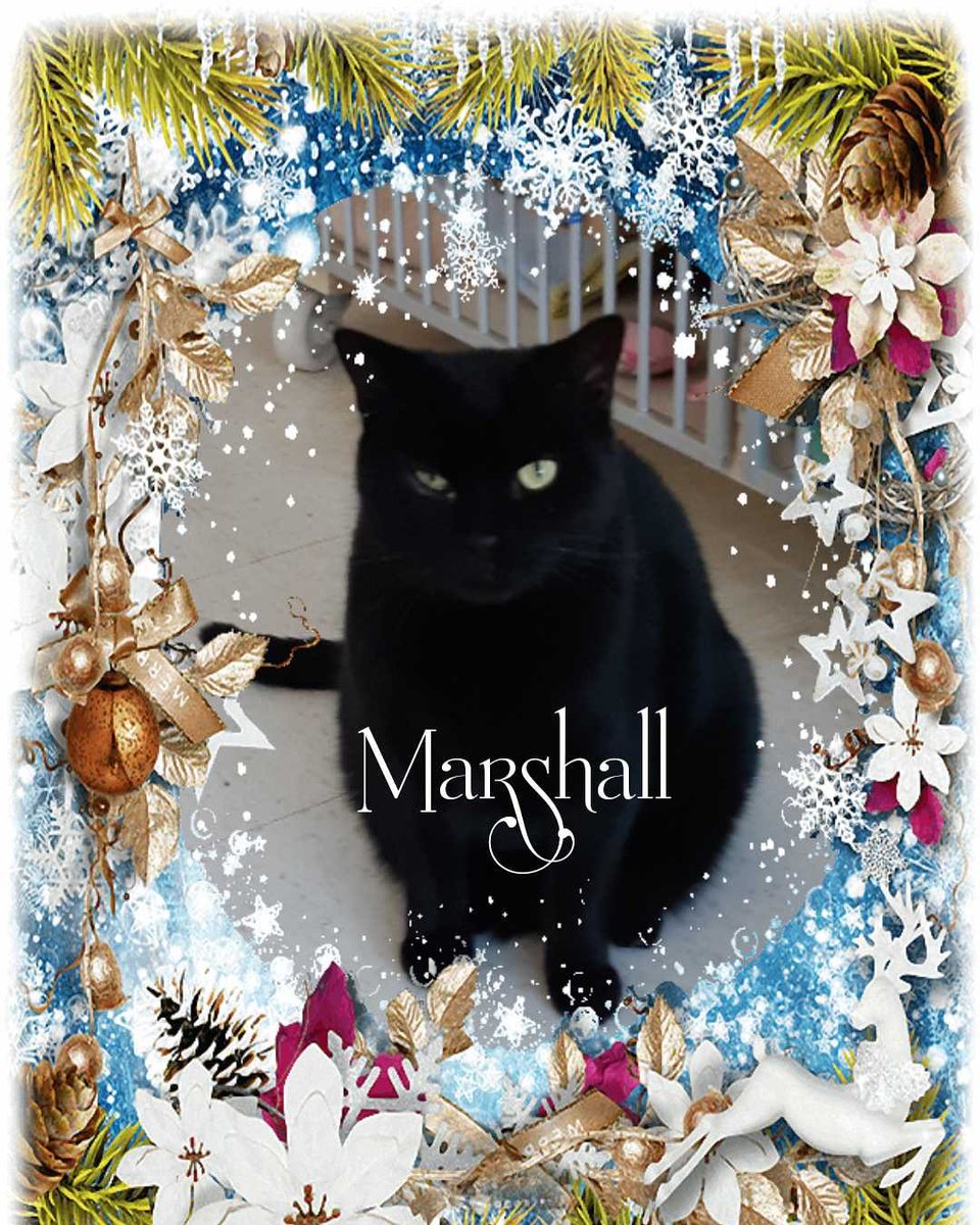 Our Advent Calendar countdown to Christmas! 
As a No-Kill shelter, we act as a sanctuary and hospice to those pets that have medical or behavioral issues, who need special care and understanding. Let them be the reason you donate this season!
canadahelps.org/en/dn/16726