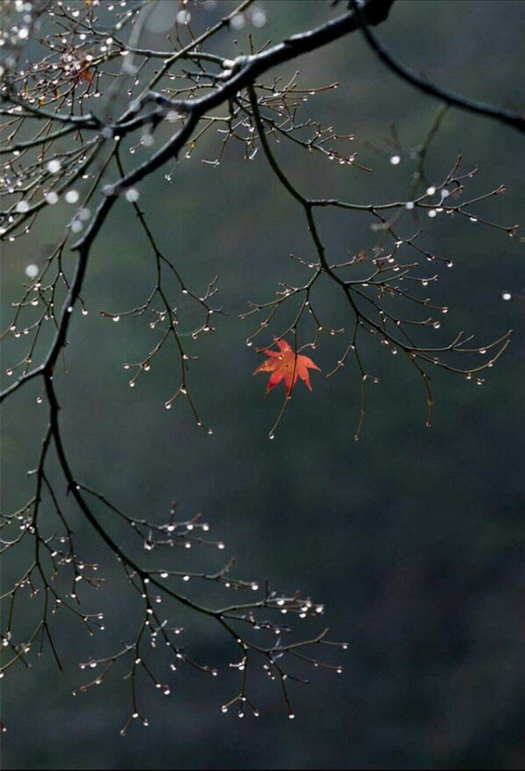 ©นาราชายาร์∞ 🌕🐋❄️🎄 tweet media