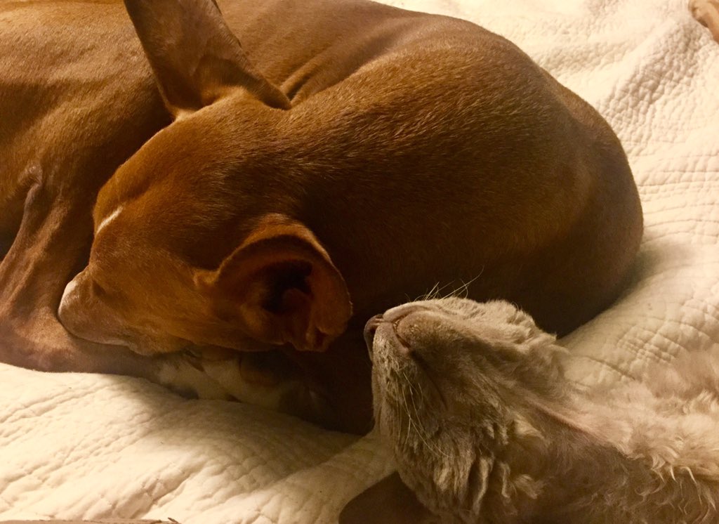 ColeNapoli's tweet image. Reggie sleeping w/his head tilted back. Strange monkey. #DevonRexCats #PodencoHound