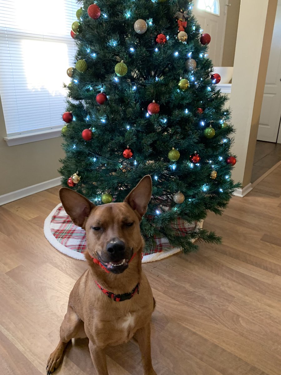 _bre_robertson's tweet photo. If Mya enjoyed taking pictures, this whole process would be so much easier. https://t.co/ajJJarC9am