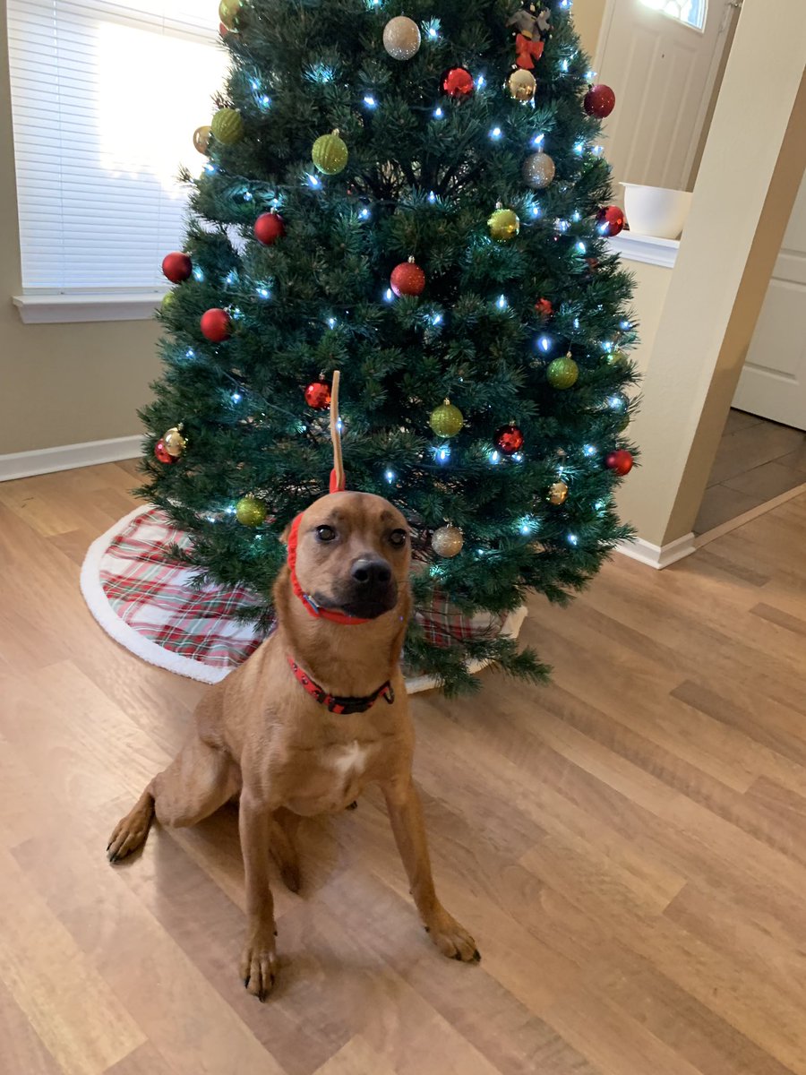 _bre_robertson's tweet photo. If Mya enjoyed taking pictures, this whole process would be so much easier. https://t.co/ajJJarC9am