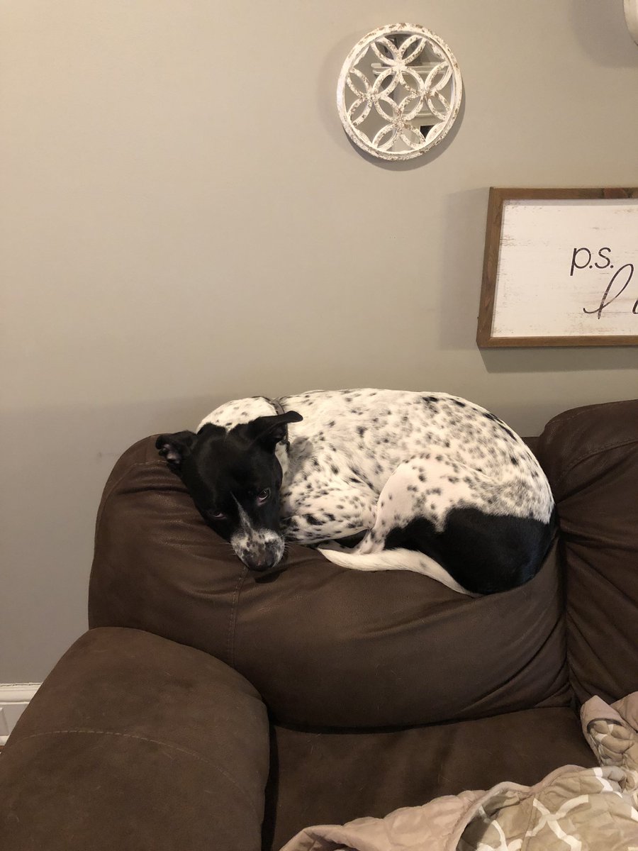 jhull002's tweet photo. @iliza this is what a dog named Steve looks like. He’s as dumb as he looks and I love him because of it #stevethedog https://t.co/0lcs0tNitV