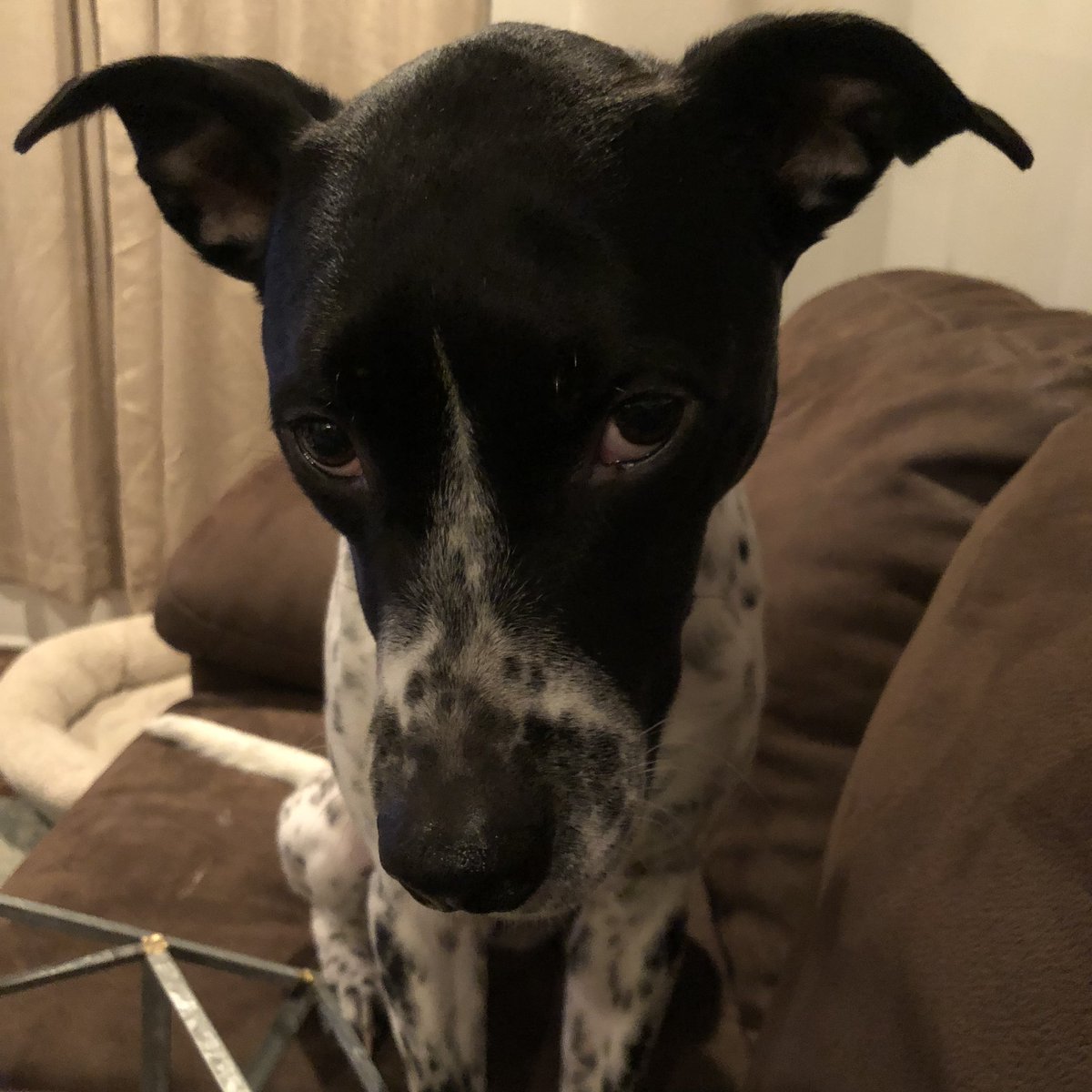 jhull002's tweet photo. @iliza this is what a dog named Steve looks like. He’s as dumb as he looks and I love him because of it #stevethedog https://t.co/0lcs0tNitV