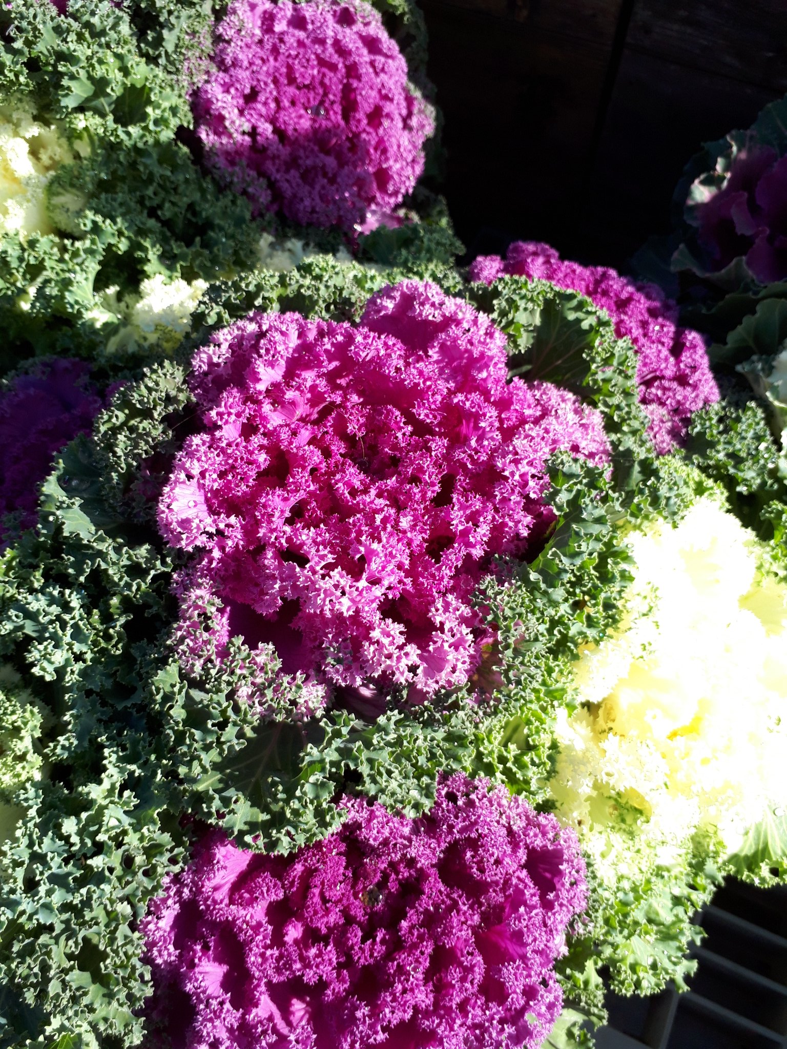 いっちゃん 今日もジヨンにお花を贈ります 今日のお花は 葉ボタン かめのこ です 花言葉は 祝福 愛を包むです いっちゃん 今日もジヨンにお花を贈ります 今日のお花は 葉ボタン かめのこ です 花言葉は 祝福 愛を包むです