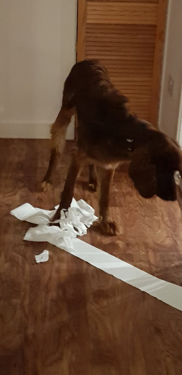 comfy_cards's tweet photo. The @AndrexUK puppy has changed colour...and breed.😉😄🤣😂 Caught in the act and I've learned to always close bathroom doors. 🙄 #irishsetters #puppies #BarneyTheIrishSetter #BarneyBops  #boundarytesting #growingup #learning #mischief https://t.co/gTprmygOYt
