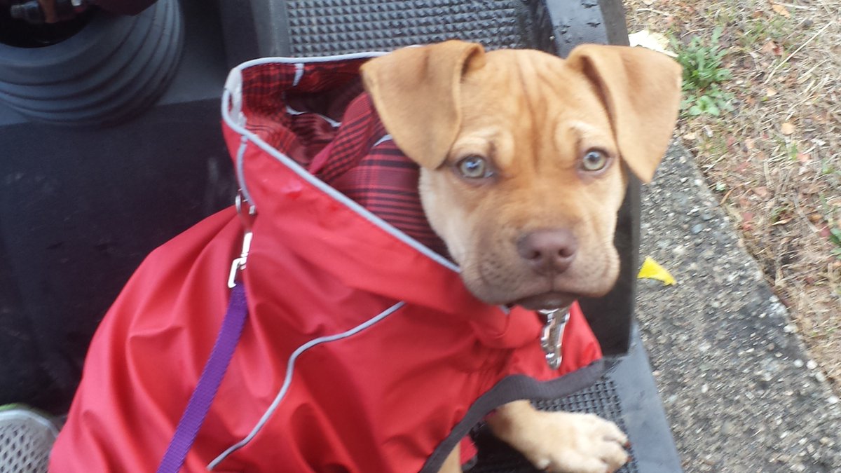 HoleySheep's tweet photo. @dog_rates This is Chai.  She is growing into a real Rain City dog. https://t.co/Tf9b2GvFX6