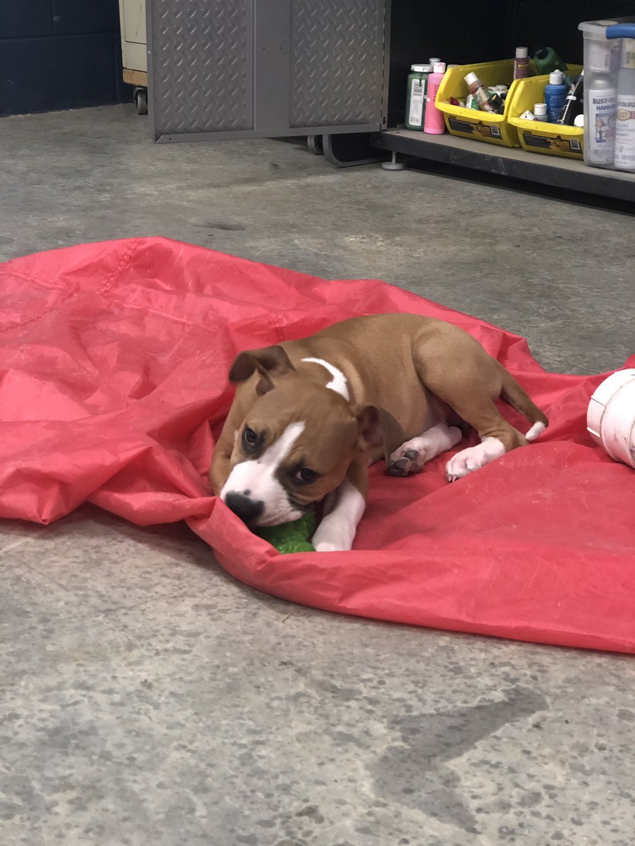 PAWS548_NFHS's tweet photo. Murl has been having such a great time during his first week of daycare!! We sure have been enjoying having this sweet boy!! He fits in perfectly with all the other fur babies!! 💙 https://t.co/oeSMTataSL