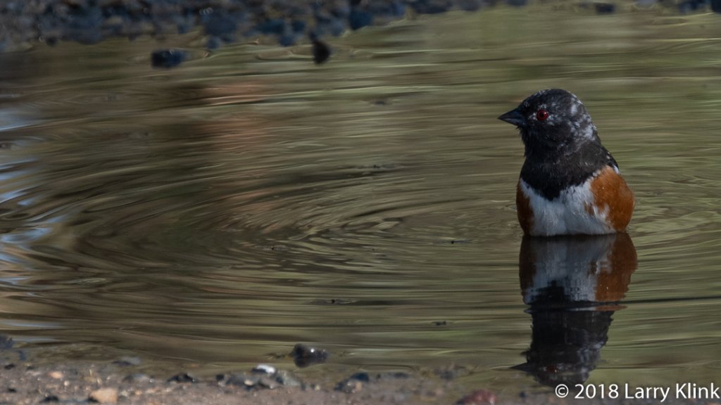 Avian Ablutions #Photography #Photographie #PhotosOfTheDay #Fujifilm #fujifilmusa #fujifeed #naturephotography
#wildlife
#bird #birdwatching #birding #birdphotography
#effieyeawnaturecenter
#towhee #spottedtowhee #nuthatch… earthwatcherphoto.wordpress.com/2018/12/19/avi…