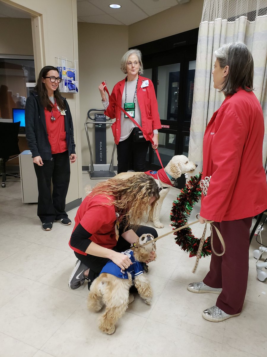 IUHealthECR's tweet photo. It's another Comfort Canine Pet Parade bringing holiday cheer to the evening team members at Ball. Say hello to Teddy, Zeke, Cookie and Fantasy; and thank you again to their handlers, Janet, Dave, Barbara and Scott! #iuhealthholidays @IUHealthTeam https://t.co/68rP1NxGDI