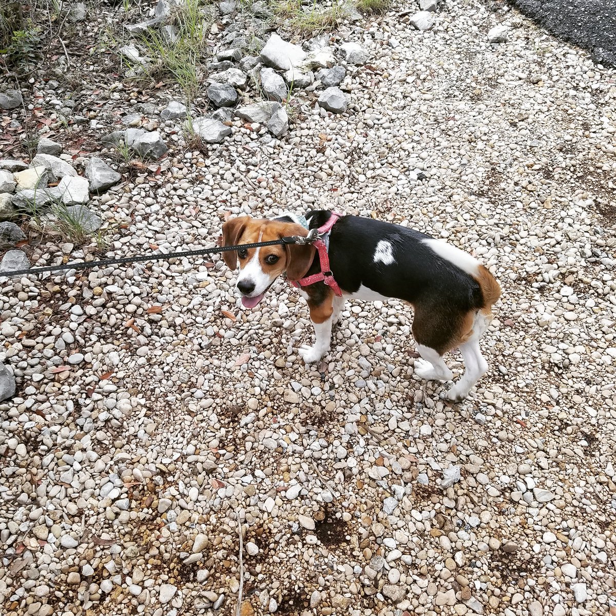 Zeldabeagle's tweet photo. #NewProfilePic https://t.co/Gc77rQNXe1