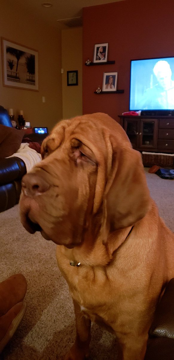 BillingsKylee's tweet photo. This last weekend my parents replaced me with a horse. Meet Brutus, the 150 pound dog. He is my dad’s new favorite. https://t.co/M0MQV6Q01X