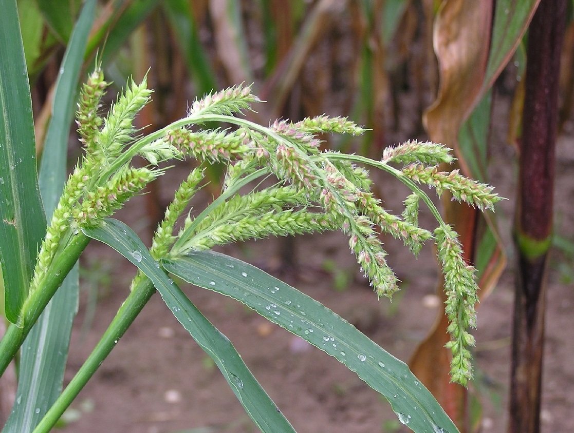 Cockspur good source of anticancer compounds.
info on Cancer Related:- oncology.euroscicon.com 
#Cockspur (Echinochloa crus-galli) #Grass destroys four #HumanCancerCellLines: #Study
#Causes_of_cancer #CancerMetastasis #OrganSpecificCancer #BloodCancer
#CancerScreening