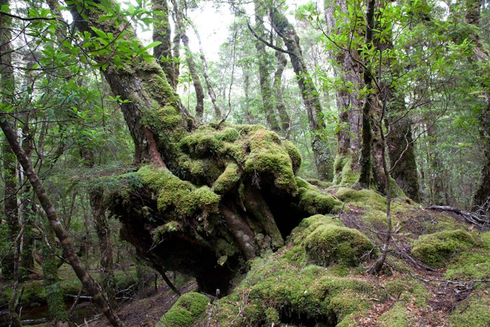 Myrtle beech has occupied the Blue Tier since before the last ice age 18,000 years ago. Thanks to the generosity of supporters, 85 ha of the Blue Tier was protected by the TLC in 2012 and we continue to ensure the landscape remains in excellent condition. Photo: Andy Townsend