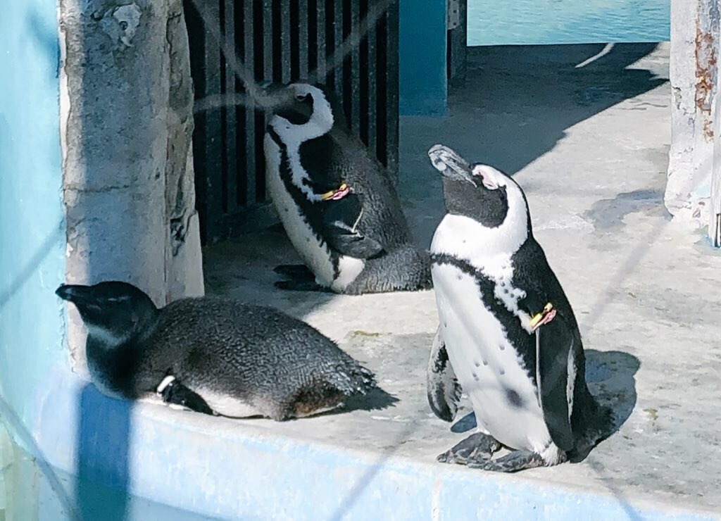 ヌ またペンギンネタ描きたいからと資料として観に行って撮ったのにただただかわいいなぁー安らぐわぁーと癒されるペンギンの写真ここにも置いておきますね