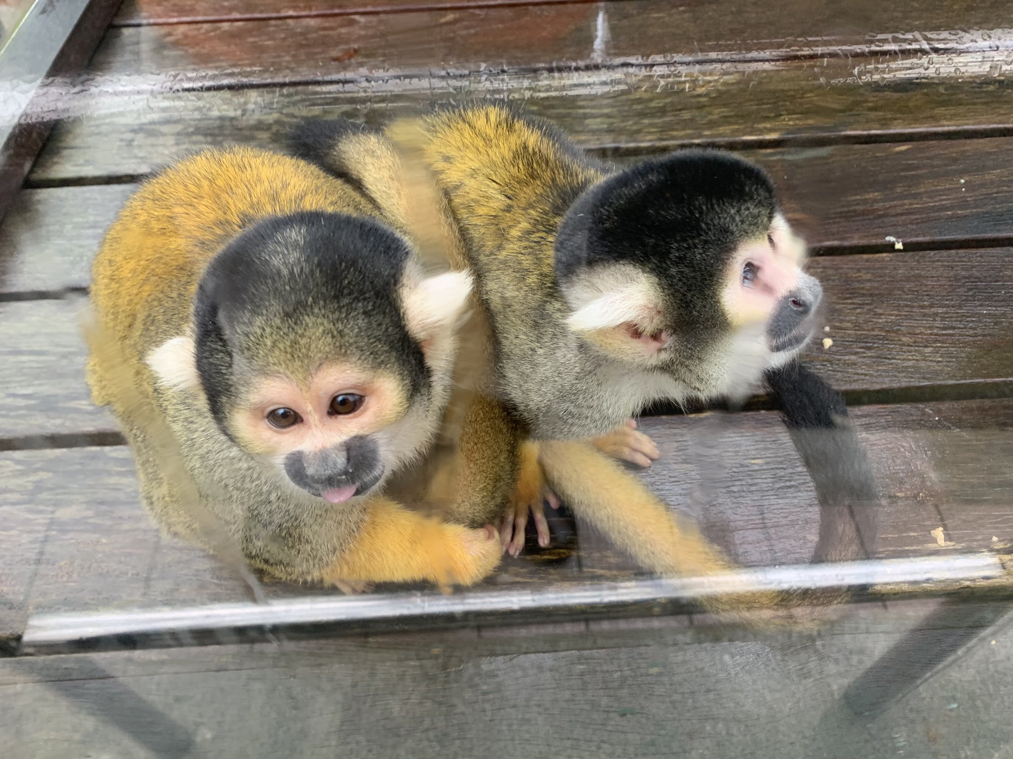 鯖江市西山動物園 ボリビアリスザル もっちゃんとおはぎ もっちゃん 左 はボスザルとして 群れを統率しています 鯖江市西山動物園 ボリビアリスザル T Co Sjqp3gxbts Twitter