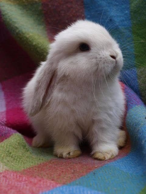 LenaNarvay's tweet photo. Quiero que para Navidad me regalen un conejo con las orejas caídas. Si? Papa Noel anotá https://t.co/mhvbxNRQH1