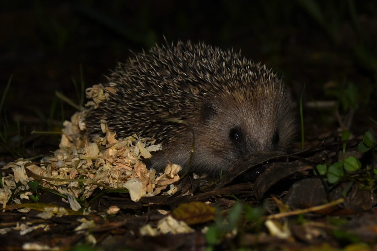 Con la imagen de la liberación de este erizo común (Erinaceus europaeus), el equipo de #AMUS os desea unas felices fiestas (aunque nosotros seguiremos estos días ayudando a pacientes tan especiales como él). #SOSFauna #Erizocomún #Erinaceuseuropaeus #SigueaAMUS #Felicesfiestas