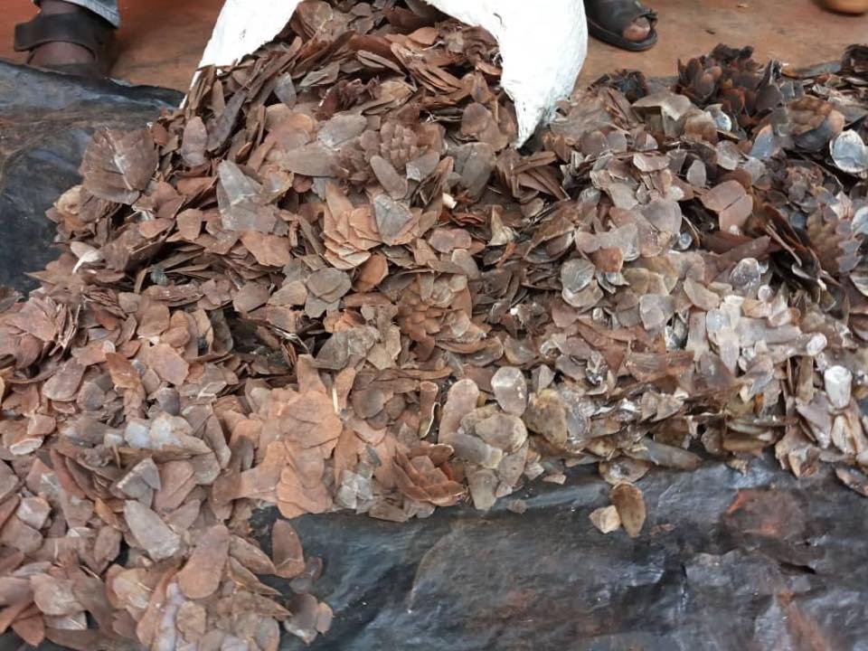 Congratulations to <a href="/eagle_enforce/">EAGLE Network</a> for helping to gain justice for my #pangolin friends. Earlier this month 5 traffickers were arrested with 45kg of pangolin scales in #Cameroon. Four of the five are in jail, along with an accomplice, and the 5th will be arrested when captured.