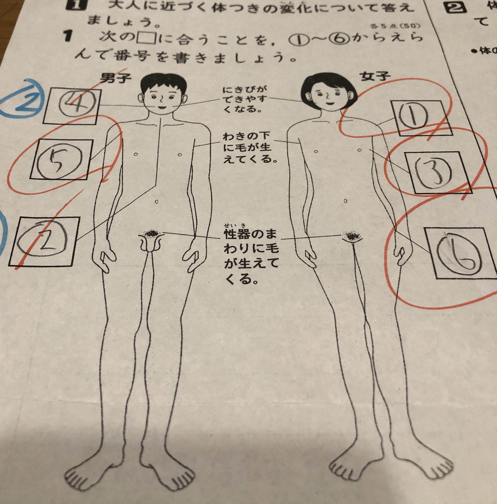 トンガリコーン 長男よ 男の体のしくみはわからないくせに女の体のしくみはよくわかるな トンガリコーン 長男よ 男の体のしくみはわからないくせに女の体のしくみはよくわかるな