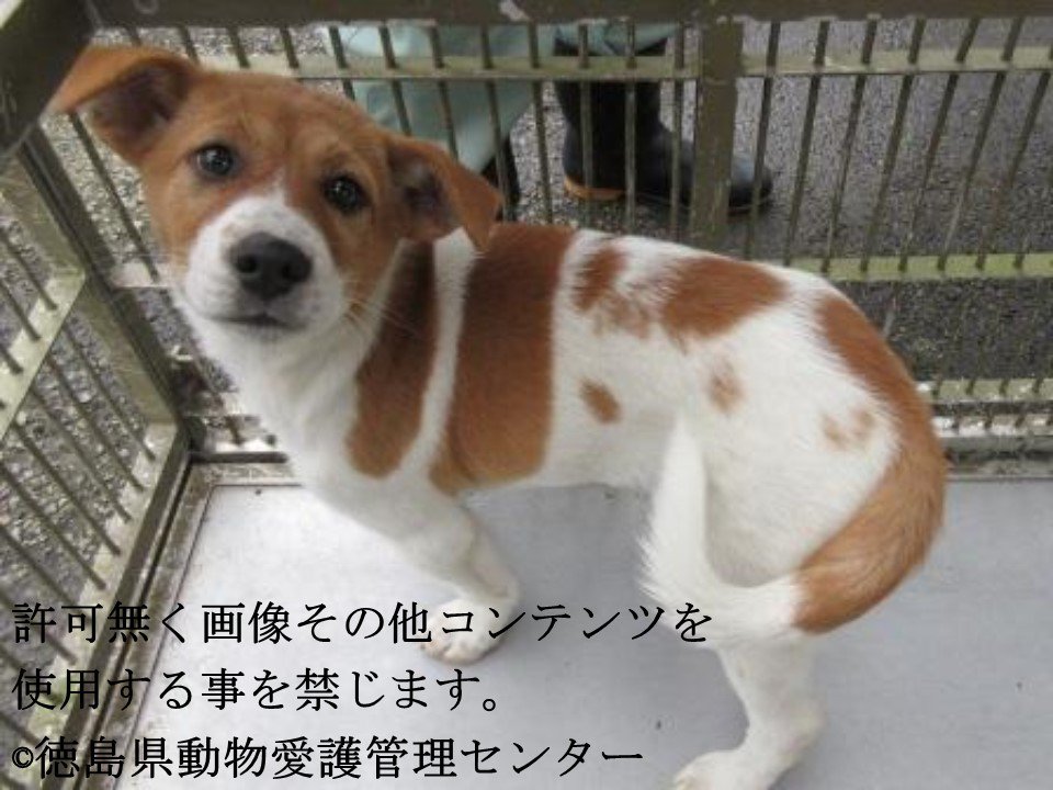浪速のプーちん 徳島県動物愛護管理センター 迷子犬 性別 女 月齡 約5ヶ月 犬種 白茶犬 体重 約6 収容月日場所 12 阿南市福井町大戸 首輪なし 迷子犬 一時保護急募 徳島県阿南市福井町大戸 白茶犬 子犬 収容犬 T Co