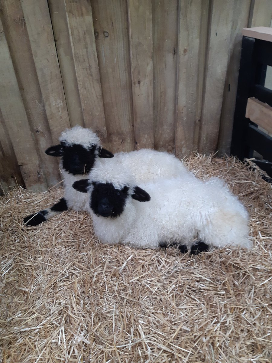 AgrodomeJP's tweet photo. アグロドームのアイドル
#アグロドーム #Agrodome #ロトルア #ニュージーランド #ブラックノーズ #Valais #cutestsheepintheworld #ぬいぐるみみたい #人懐っこい https://t.co/FT99aP1GTO