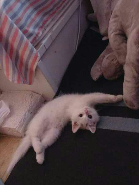 ryurahmat09's tweet photo. Kucing Su ShanShan narsis betul https://t.co/t02ghuYVaI