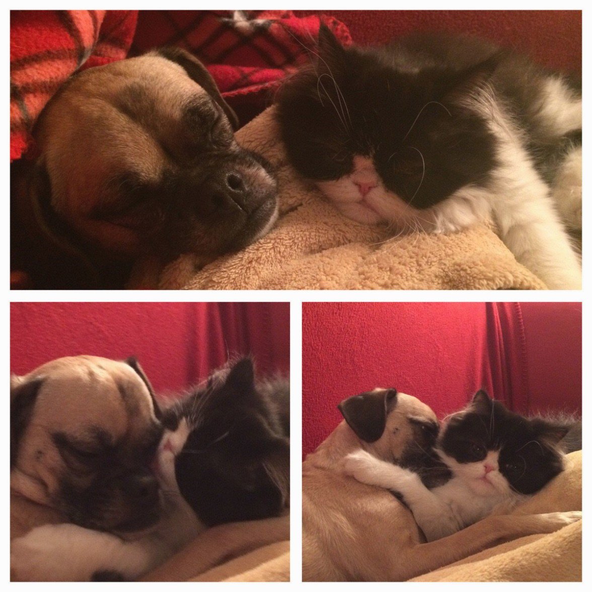 OurLovelyNature's tweet photo. My dog has been an only child for 8 months. Cant believe I was worried she wouldnt get along with the new kitten https://t.co/03BLKcD4DG