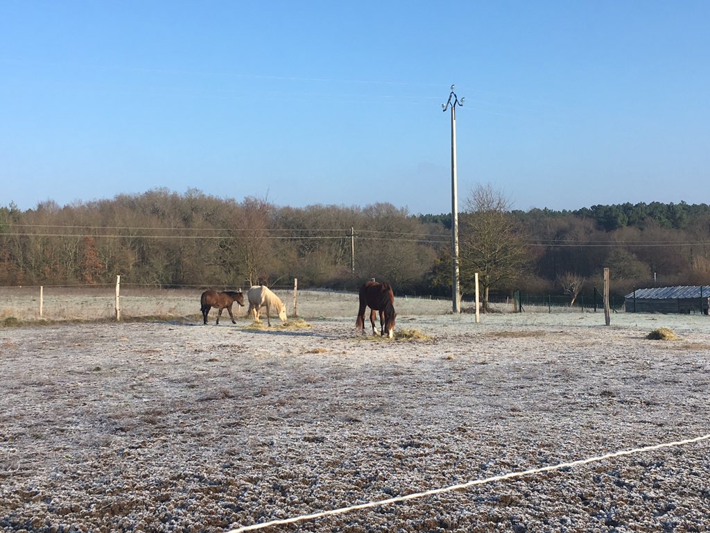ELabcani's tweet photo. Les poneys c’est la vie 😍  Bamby ; First, Galopa, Gavroche https://t.co/RZnFngI5Mu