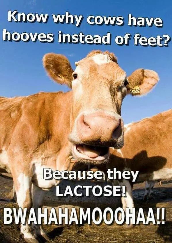 Lol haha 🐮