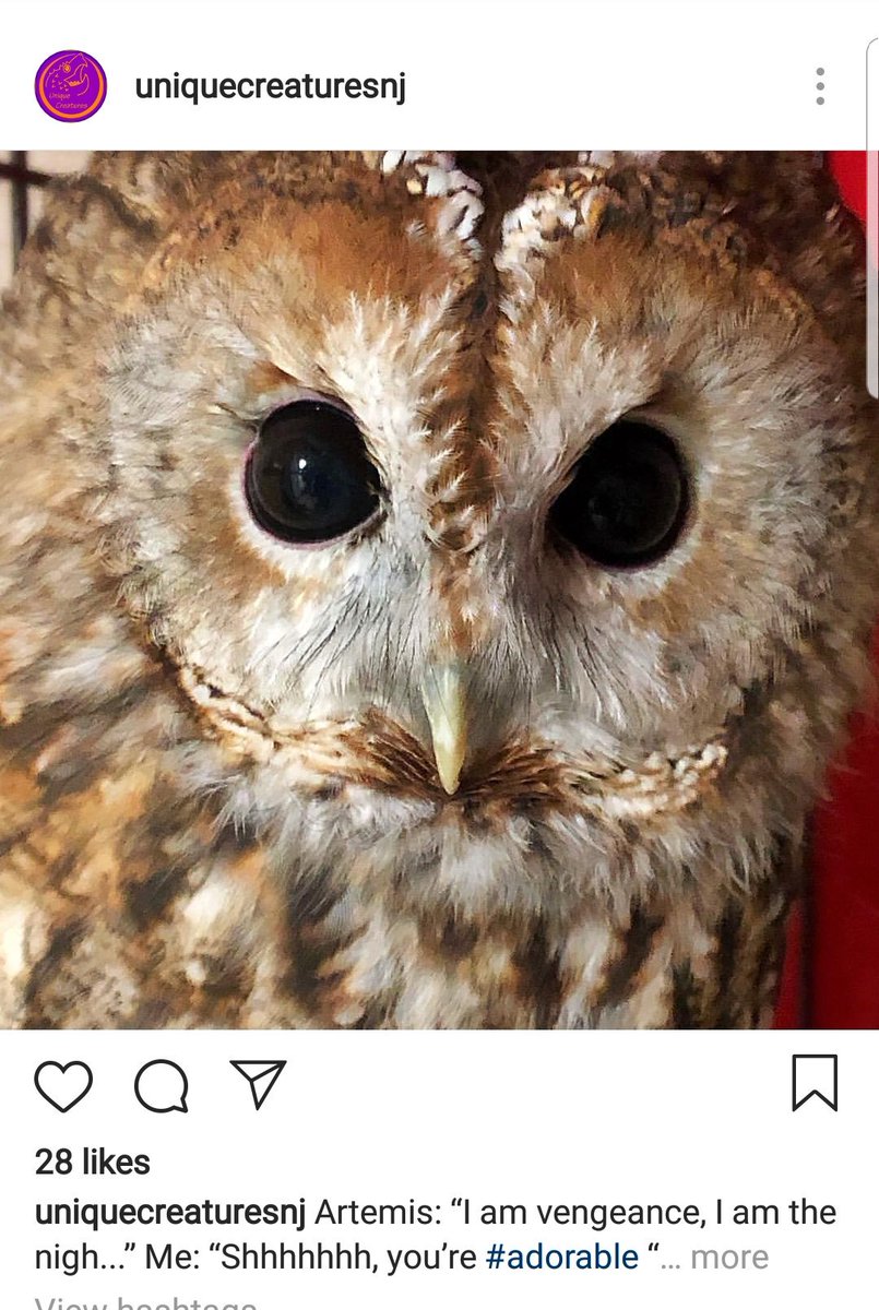 halrudnick's tweet photo. @AlexanderMK1998 @LordZypher @TheRealJaCari1 #owlnation #gahooligans Hoot hoot! https://t.co/OguYgG7Ckj