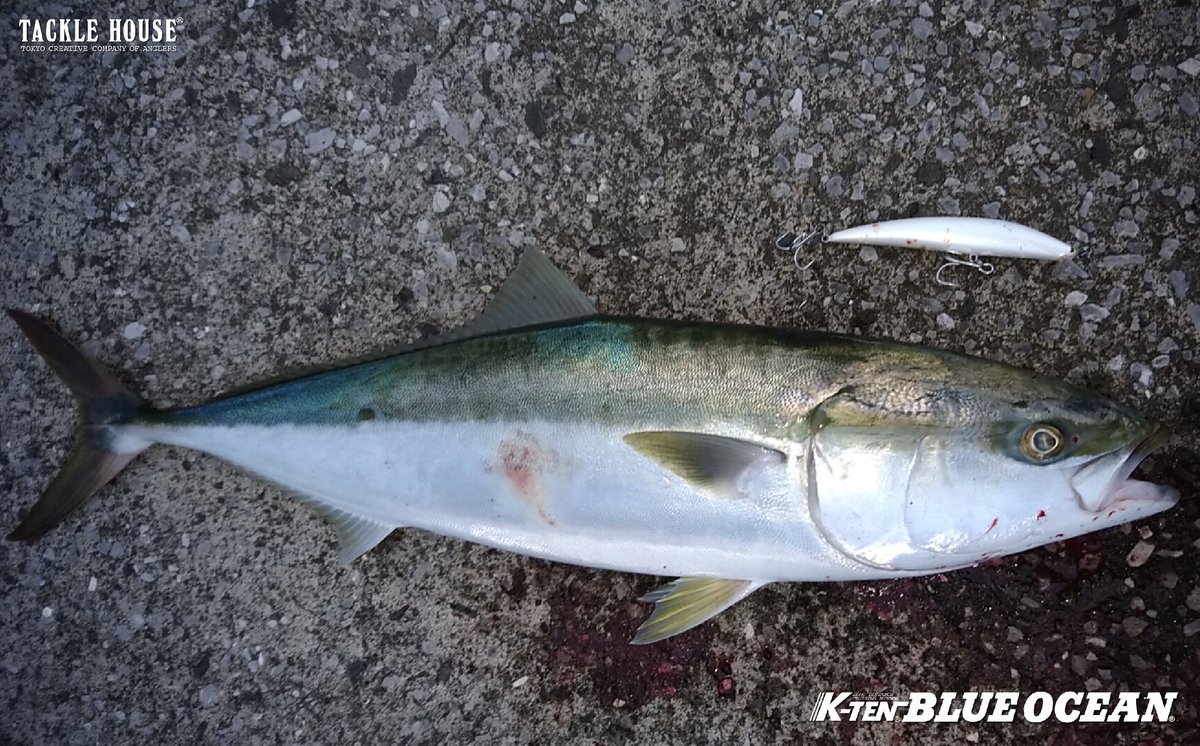 tacklehouse's tweet photo. 鹿児島県の川東様より釣果写真とメッセージを頂いておりましたのでご紹介します。
https://t.co/SWi3e1AjP0
#タックルハウス #TACKLEHOUSE #fishing #ルアー #釣り #Lure #KーTEN #kten #BK175SW #ブリ #鹿児島県 https://t.co/FamX8H9AtN