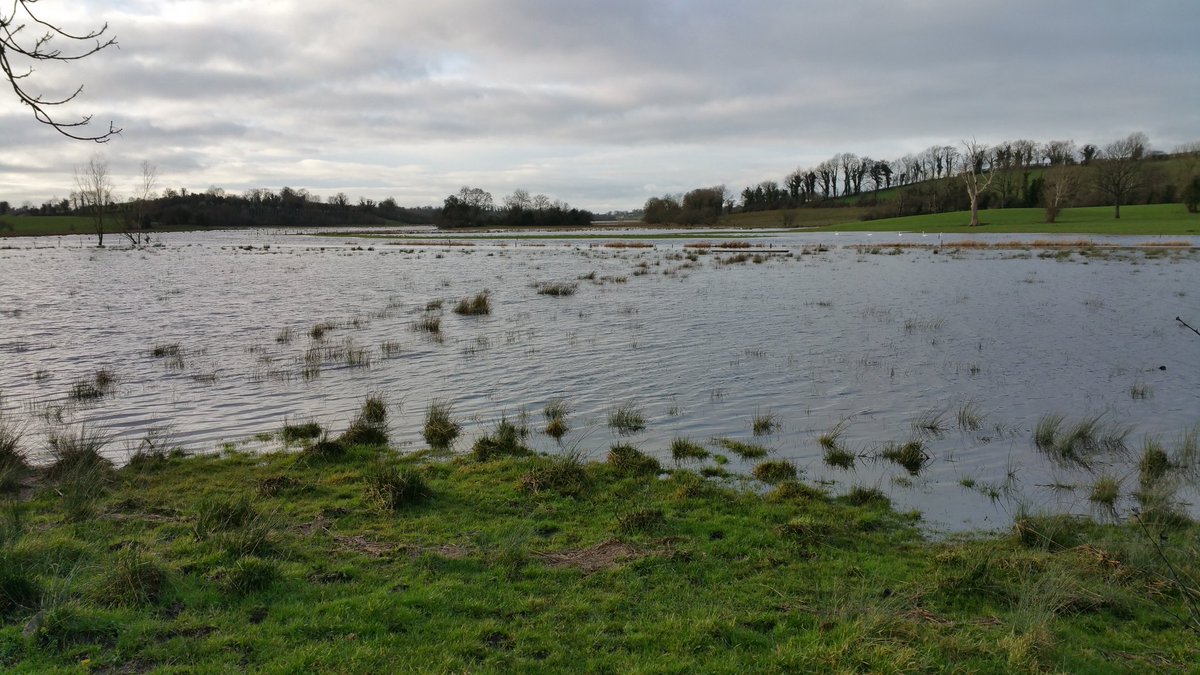 JL_nature's tweet photo. Now is a great time to catch up with the Whooper #Swans - our winter guests on the flooded #lakes #river systems & #wetlands around #Monaghan - listen for their soft "whooping" calls as they fly overhead @BirdWatchIE @Irishwildlife @NewsonNS @theNSMonaghan #wildmonaghan https://t.co/WqVVLPfV7X