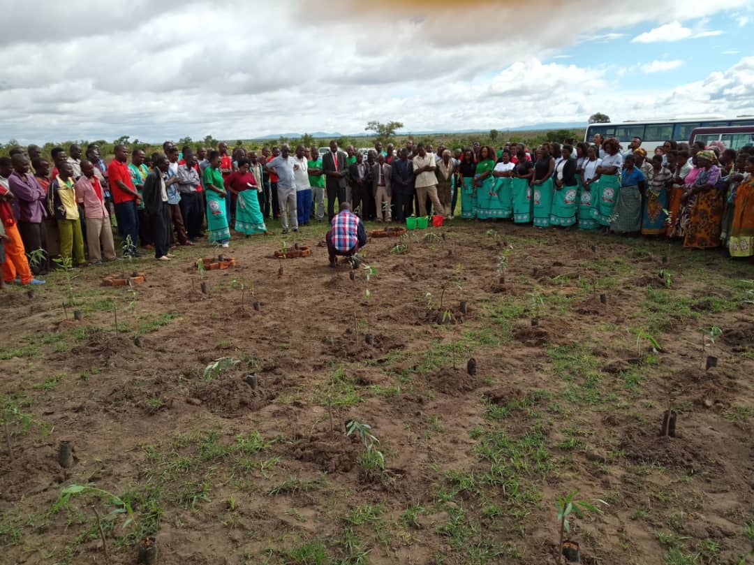 <a href="/ChizumaMartha/">Martha Chizuma</a> <a href="/MWOmbuds/">Office Of The Ombudsman</a> tree planting exercise at kholongo village TA mtema in Lilongwe. Cc <a href="/Choxy1/">Shukuran</a> @semba_arthur