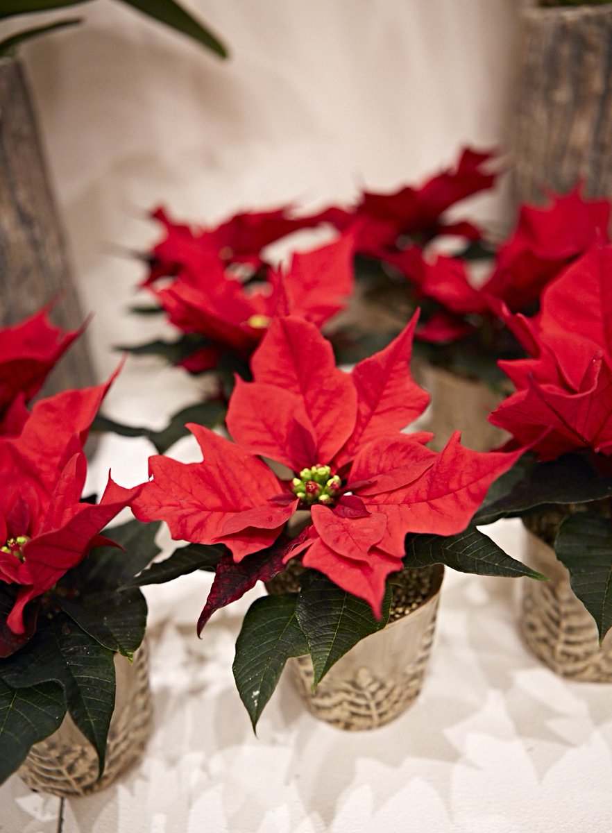 #JanePacker12DaysofChristmas Day eight is for ruby red poinsettia plants - the perfect potted Christmas gift.