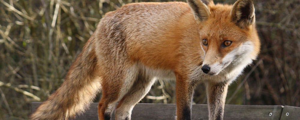 authorJaneKing's tweet photo. The fox is the smallest member of the dog family, although it also has many similarities with cats – such as vertical slit eyes and retractable claws. 

Read more here: https://t.co/A5KOgaLmDe

#AFoxInTheFamily
#ToplinkPublishing
#Foxes
#December2018Reads https://t.co/5BUJ4Nr4F7