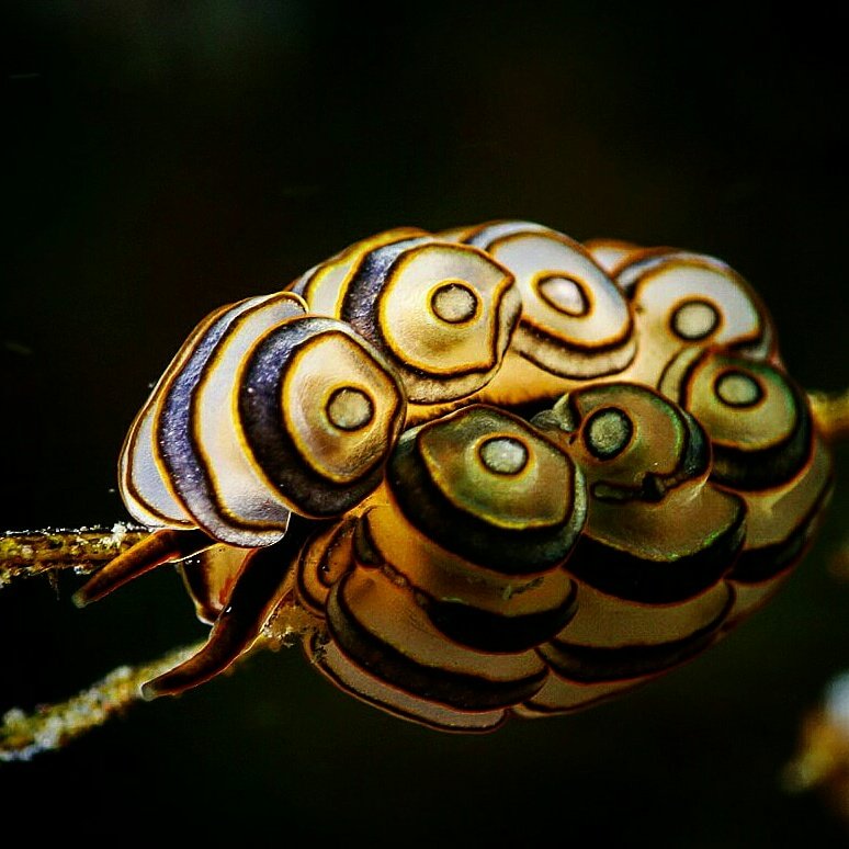 tamaglam's tweet photo. Donut Nudibranch from Tulamben, Bali
#underwaterphotography #uwart #scuba #diving #macrodive #muckdive #bali #tulamben https://t.co/gli1CJsv9G