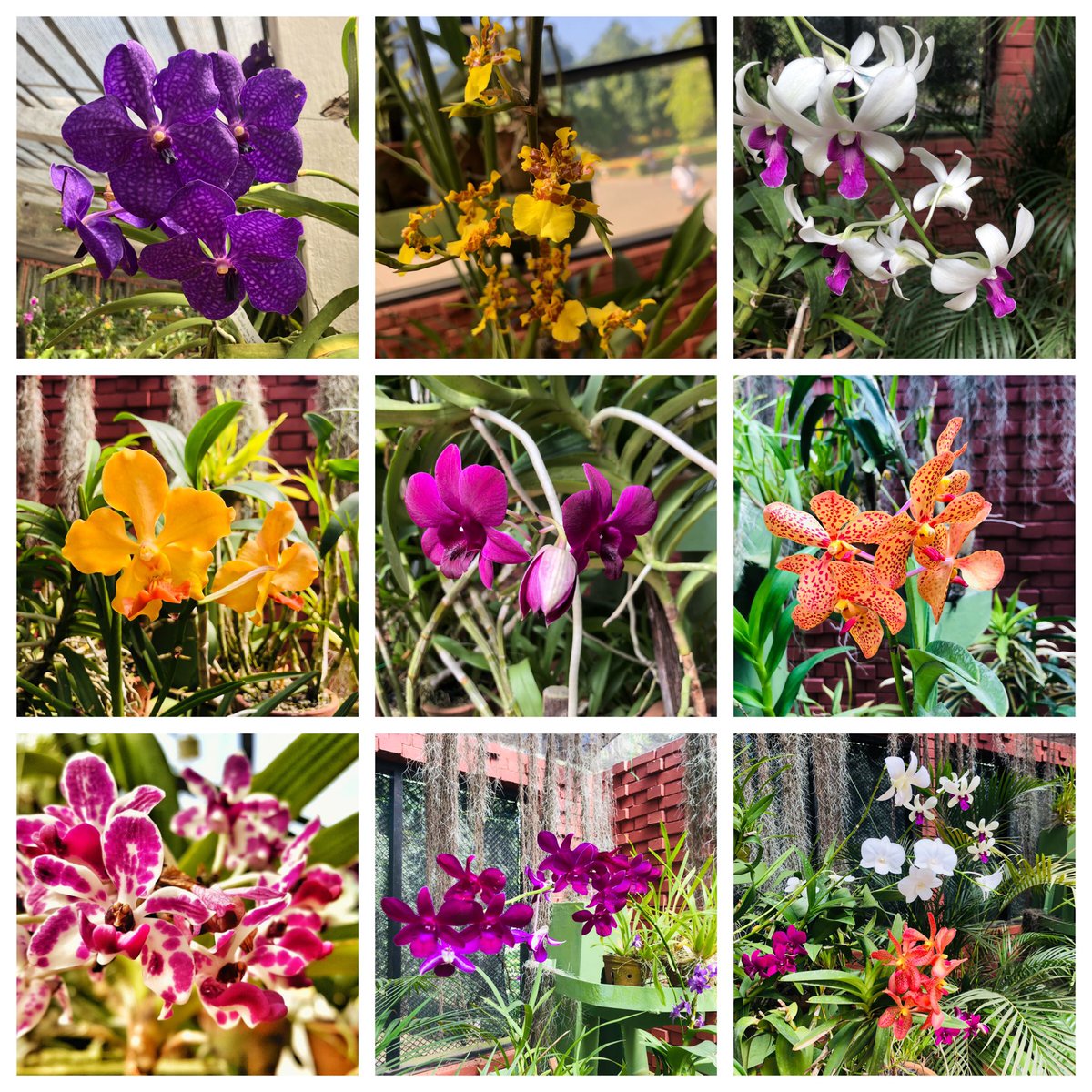 KathKathfisher1's tweet photo. Loving our holiday in Sri Lanka. ❤️🐘🌿⛰🏜☀️ #orchids #views #elephants #vegetablemarket #holiday #PLtour https://t.co/nmybUKGc5F