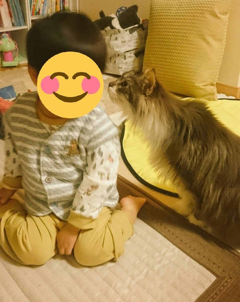 vncnttnk's tweet photo. お久しぶりの。
舎弟のにおいを嗅いだり、舎弟の洗濯物たたみを指導したりしていたよ。 https://t.co/oK3pdGk945