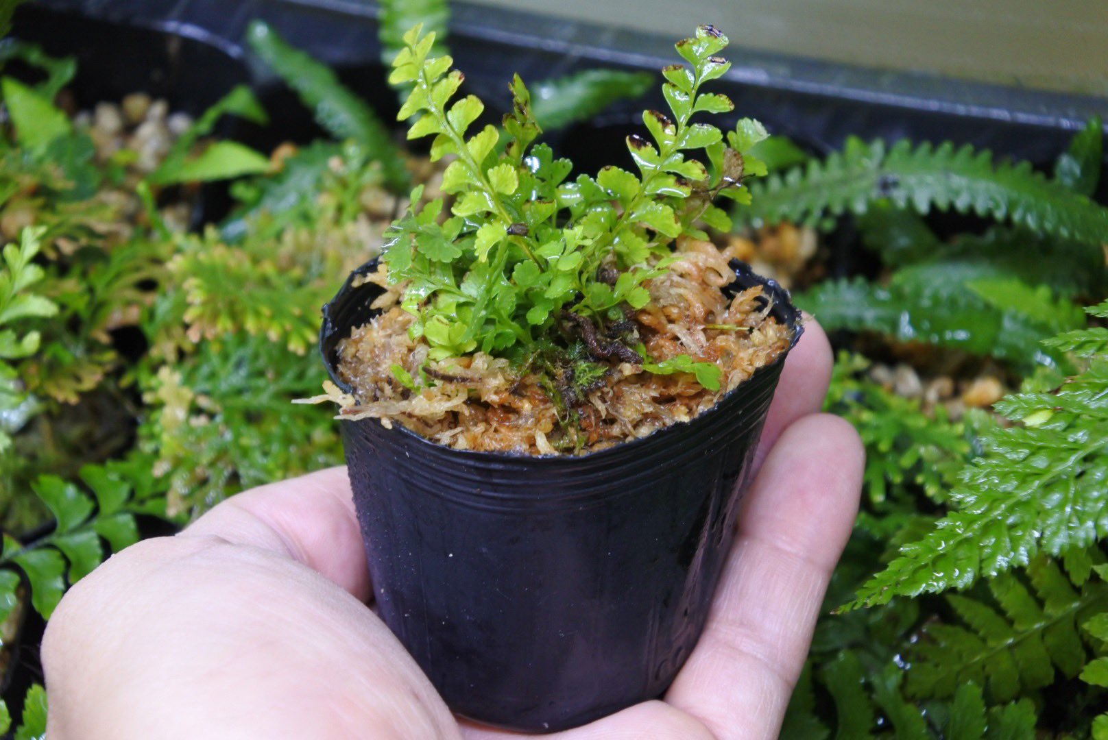 コケのインテリア コケリウム 日本産シダ植物が大量に届きました 欠品していたサイゴクホングウシダもありますよ 随時ショップページの在庫数を増やしていきますのでぜひチェックしてみてください コケ 苔 コケリウム 苔リウム 苔テラリウム