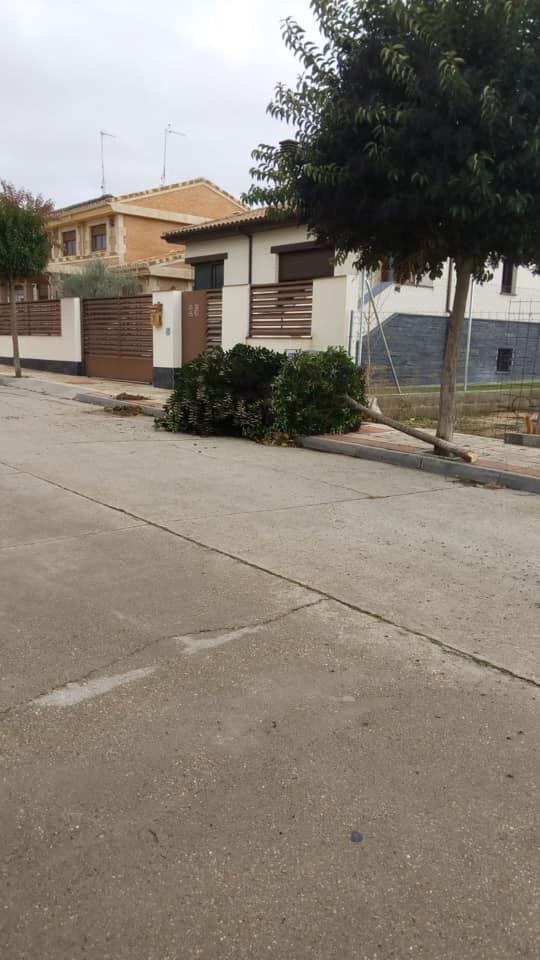 eumd1991's tweet photo. Esto es lo que considera una ¨poda¨ de los árboles de Cabrerizos el grupo de Gobierno del @ppcabrerizos .
Desde Izquierda Unida Los Verdes ya hemos pedido explicaciones al Ayuntamiento por esta vergonzosa ¨poda¨.

 #iuverdesactuaencabrerizos #cabrerizos #ayuntamientocabrerizos https://t.co/nPfv5t67M5